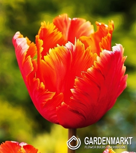 Tulip Papagei Amazing Parrot 5 St.