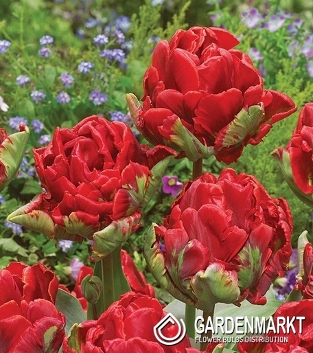 Tulip Papagei Rococo 5 St.