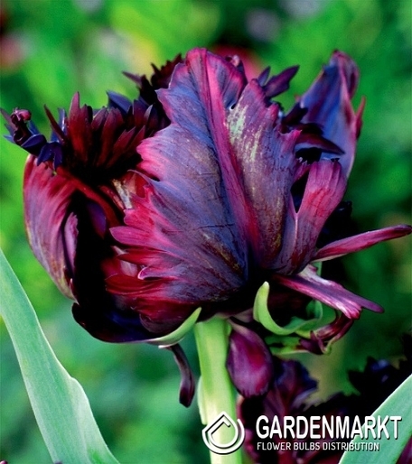 Tulip Papagei Black Parrot 5 St.