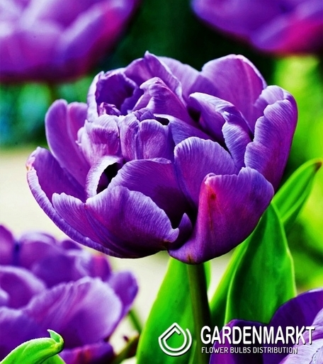 Tulpe Gefüllte Blue Diamond 5 St.