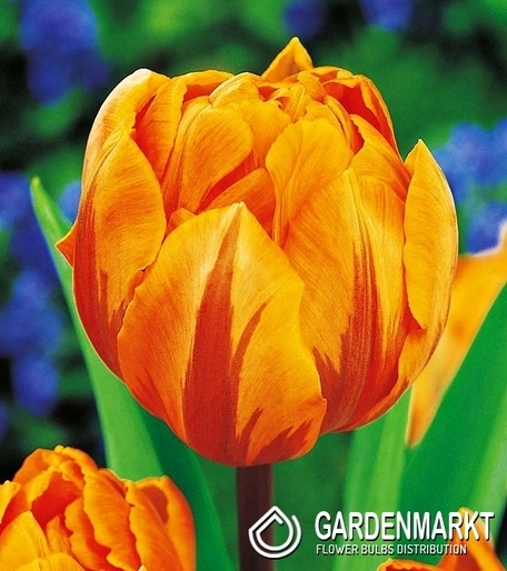 Tulpe Gefüllte Orange Princess 5 St.