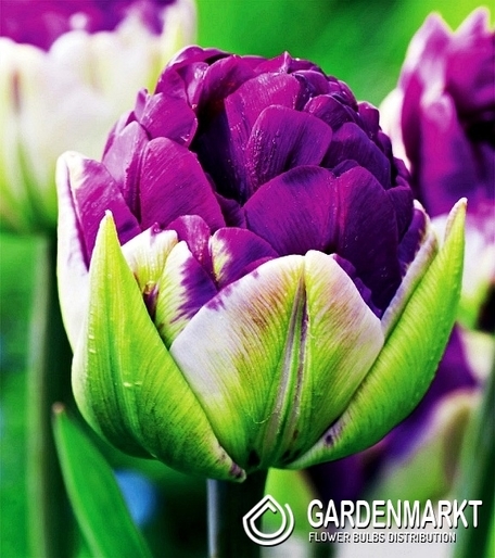 Tulpe Gefüllte Negrita Double 5 St.