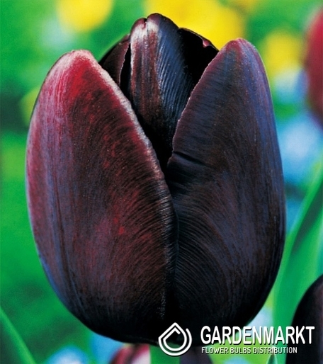 Tulpe Einfach Spät Queen of Night 5 St.