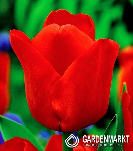 Tulpe Einfach Spät Ile De France 5 St.