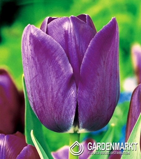 Tulpe Einfach Spät Blue Aimable 5 St.
