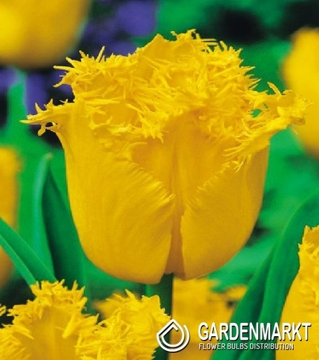 Tulpe Gefranste Hamilton 5 St.