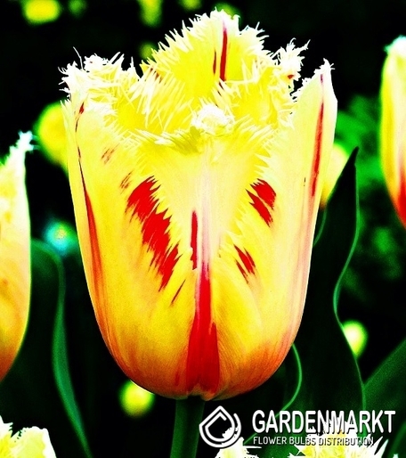 Tulpe Gefranste Carrousel 5 St.