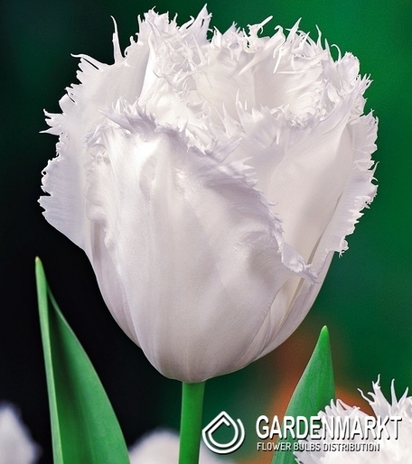 Tulpe Gefranste Honey Moon 5 St.