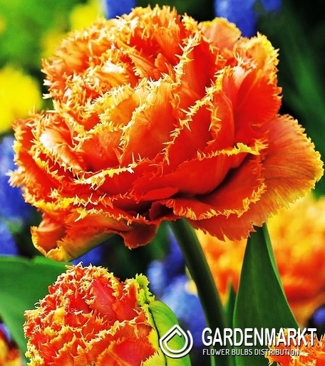 Tulpe Gefranste Sensual Touch 5 St.