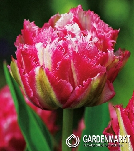 Tulpe Gefranste Crispion Sweet 5 St.