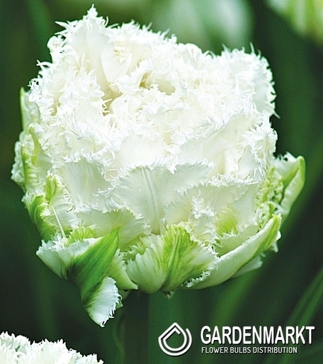 Tulpe Gefranste Snow Crystal 5 St.