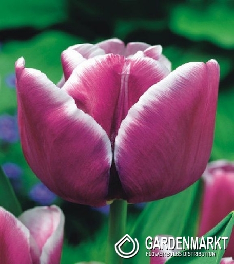 Tulpe Triumph Arabian Mystery 5 St.