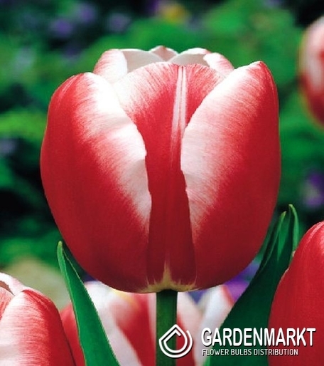 Tulpe Triumph Leen v/d Mark 5 St.