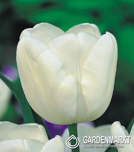 Tulpe Triumph White Dream 5 St.