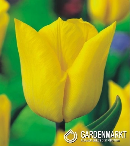 Tulpe Triumph Yokohama 5 St.