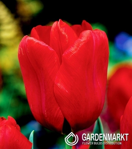 Tulpe Triumph Seadov 5 St.