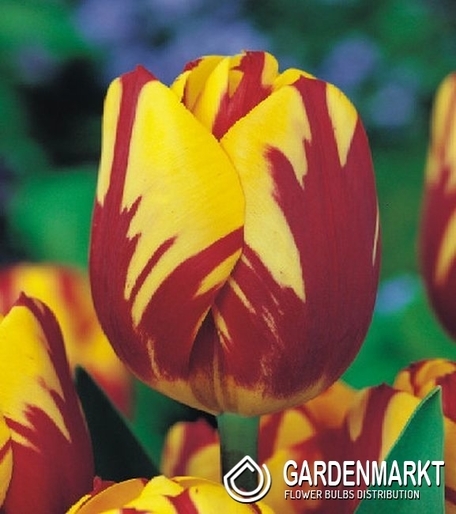 tulpe Triumph Helmar 5 St.