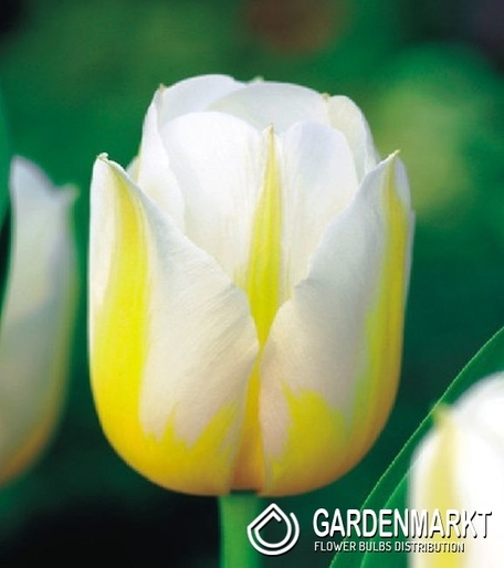 tulpe Triumph Flaming Coquette 5 St.