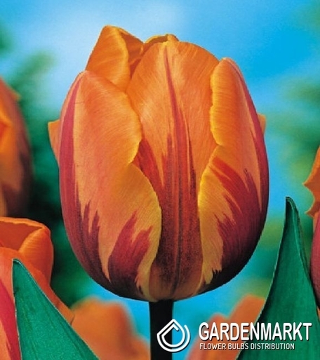 tulpe Triumph Prinses Margiet 5 St.