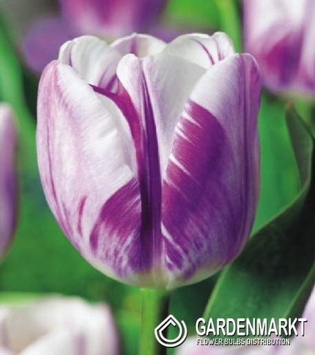 tulpe Triumph Flaming Flag 5 St.