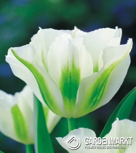 Tulpe Virindiflora Spring Green 5 St.