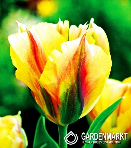 Tulpe Virindiflora Golden Artist 5 St.