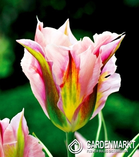 Tulpe Virindiflora China Town 5 St.
