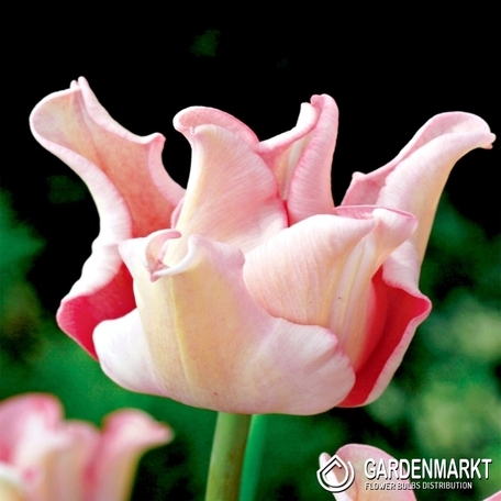 Tulpe Exklusiv Picture 5 st.