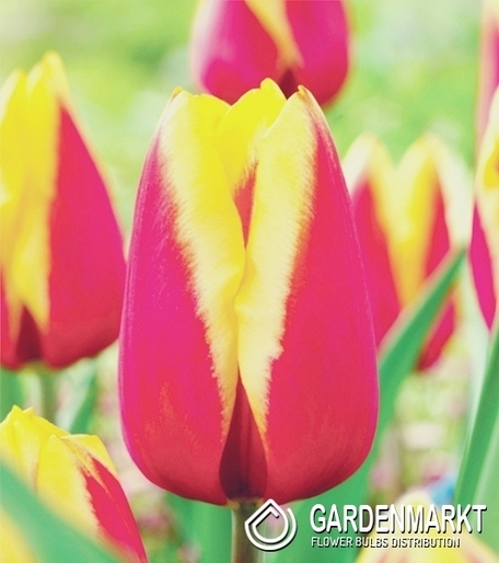 Tulpe Gelb Rosa 10 St.