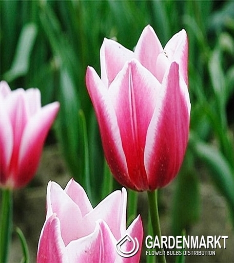 Tulpe Wei? Rosa 10 St.