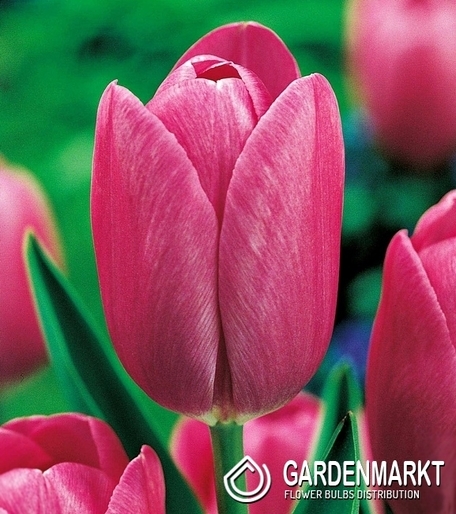 Tulpe Rosa 5 St.