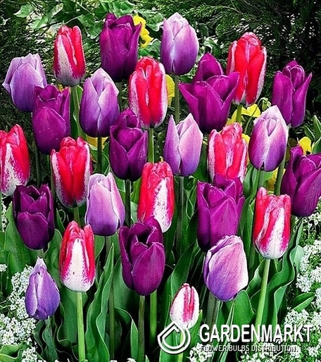 Tulpe Violett Mix 5 St.