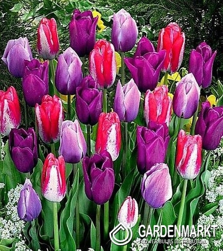 Tulpe Violett Mix 100 St.