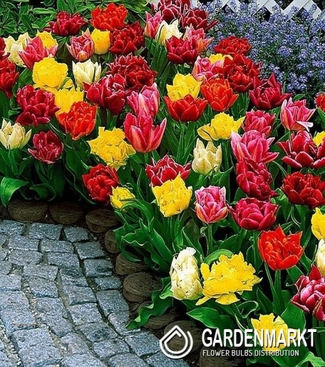 Tulpe Klein Mix 10 St.
