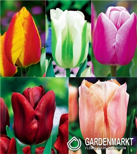 Einfach Früh Tulpe Mix 25 St.