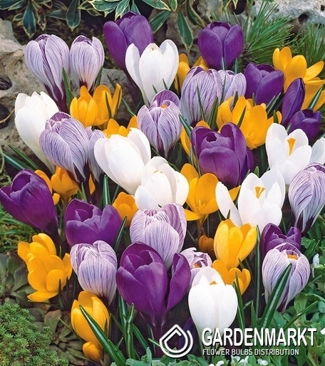 Krokus Mix 10 St.