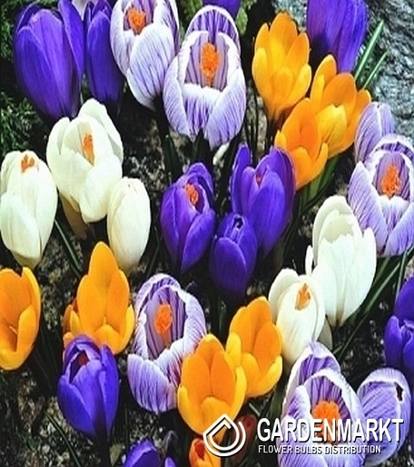 Großblumiger Krokus Mix 50 St.