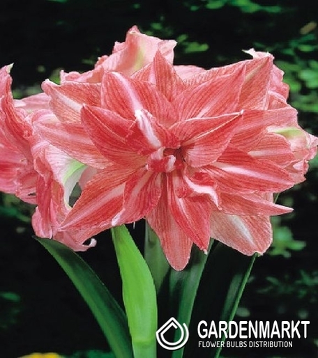 Hippeastrum Amaryllis Lady Jane 1 St.