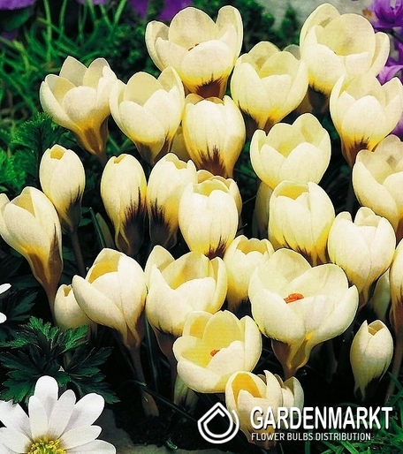 Krokus Cremig 100 St.