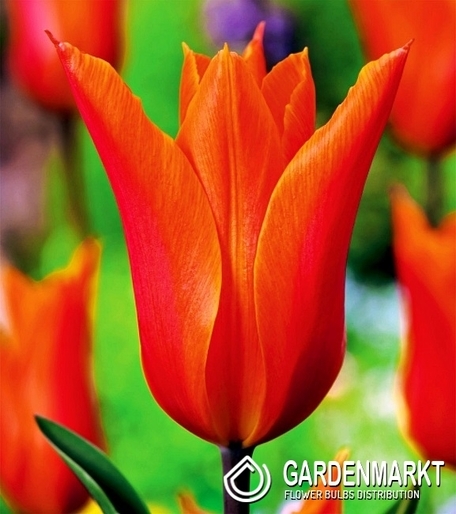 Tulpe Ballerina 25 St.