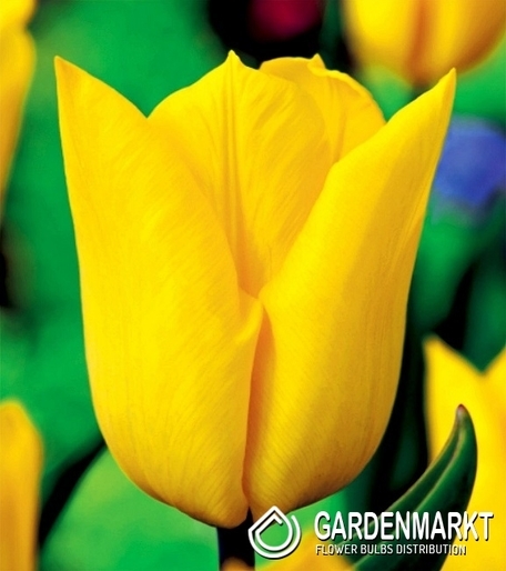 Tulpe Yokohama 25 St.