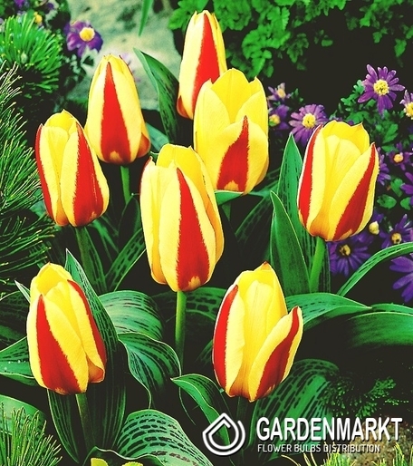 Tulpe Gluck 25 St.