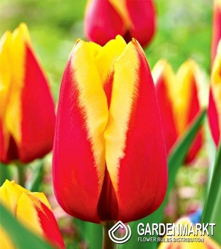 Tulpe Rot Gelb 30 St.