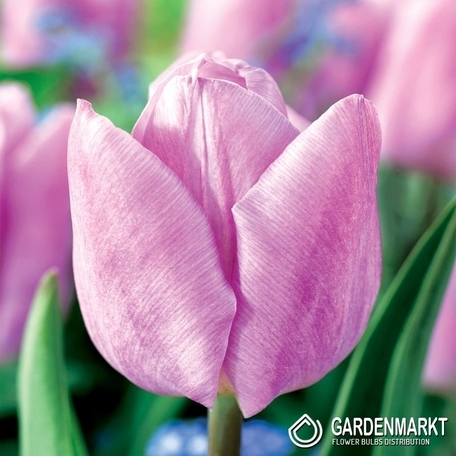 Tulpe Hellrosa 30 St.