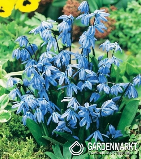 Sibirische Blausterne 50 St.