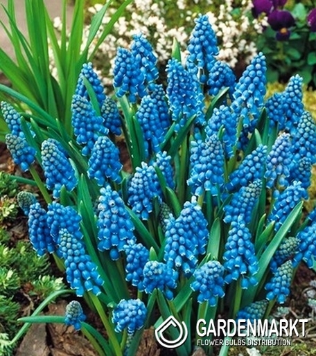 Traubenhyazinthe Muscari Armeniacum 50 St.