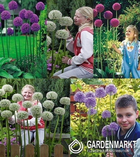 Eingestellt Allium Zierlauch "4"