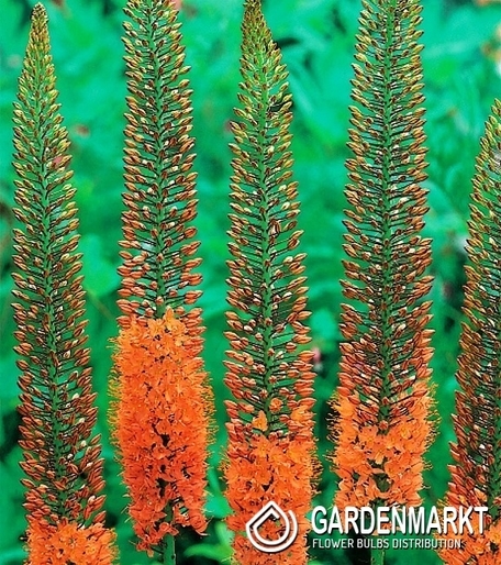 Eremurus Steppenkerze Cleopatra 1 St.