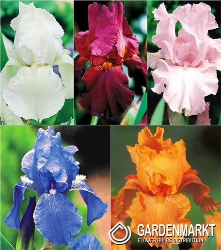 Eingestellt Schwertlilie Iris Germanica "1"