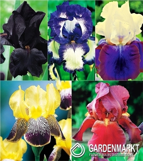 Eingestellt Schwertlilie Iris Germanica "2"